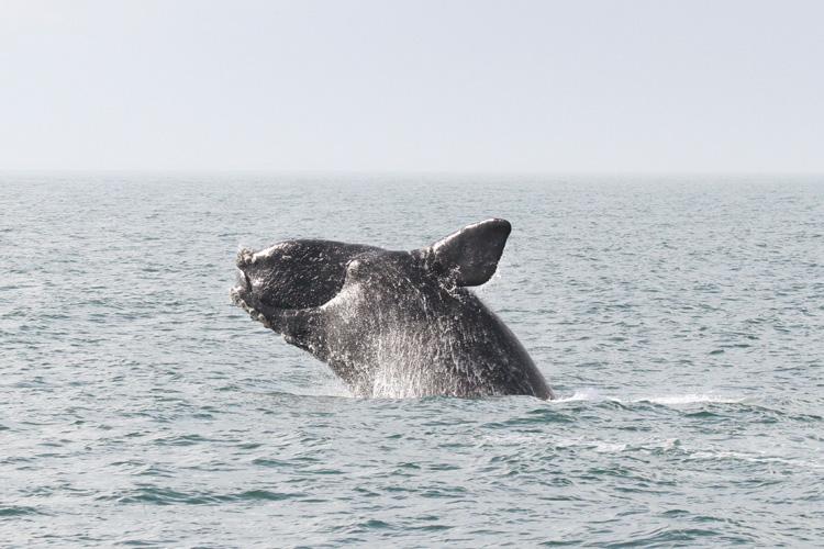 Will an Endangered Whale Do In a Virginia Wind Project?